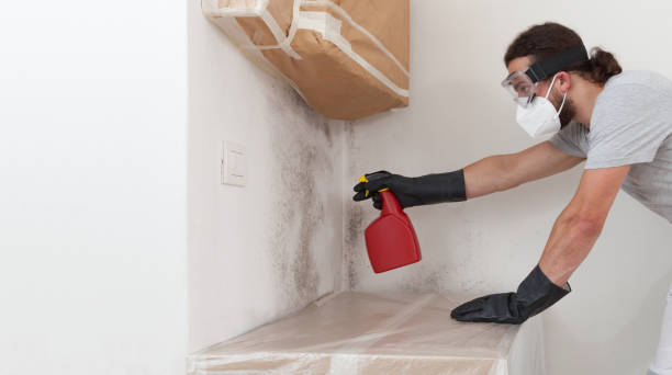 Basement Mold Remediation treatment on basement walls in Kearny