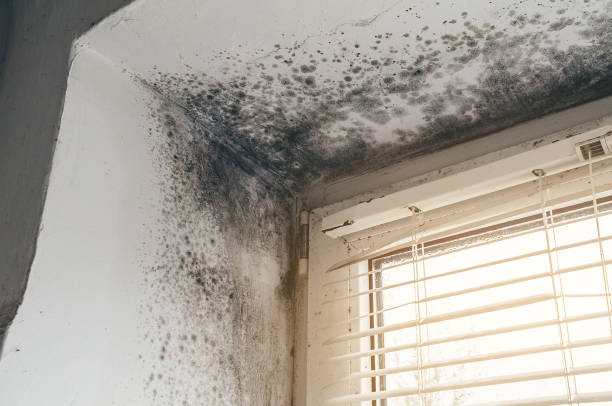 Mold Removal service in Kearny
